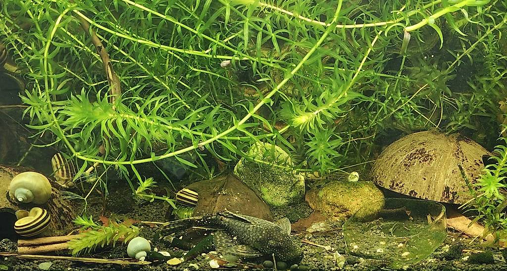 Wels Ancistrus Weibchen Adult