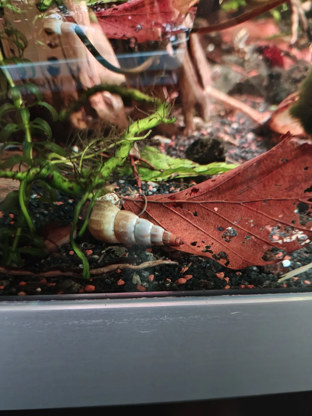 Tylomelania Red Wood Rabbit Snail