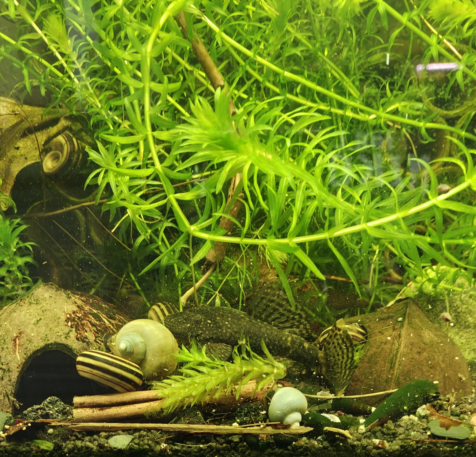 Futterpflanzen für Schildkröten 400g