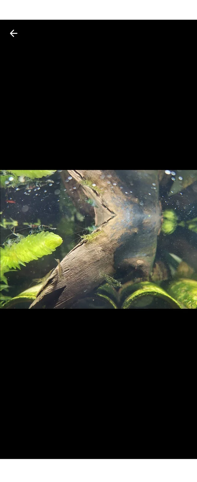 Zwerggarnelen Neocaridina ausselektierte Tiere