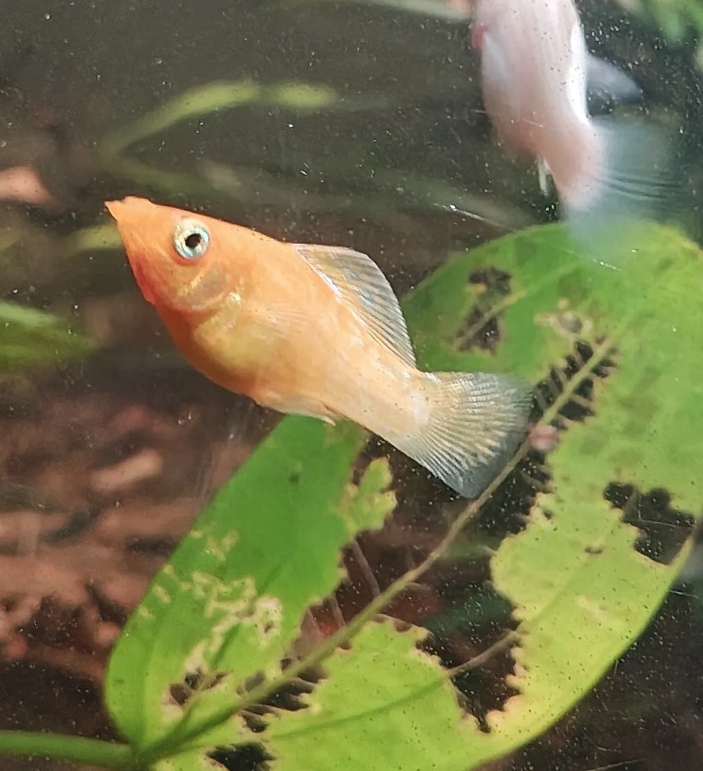 Molly orange silver