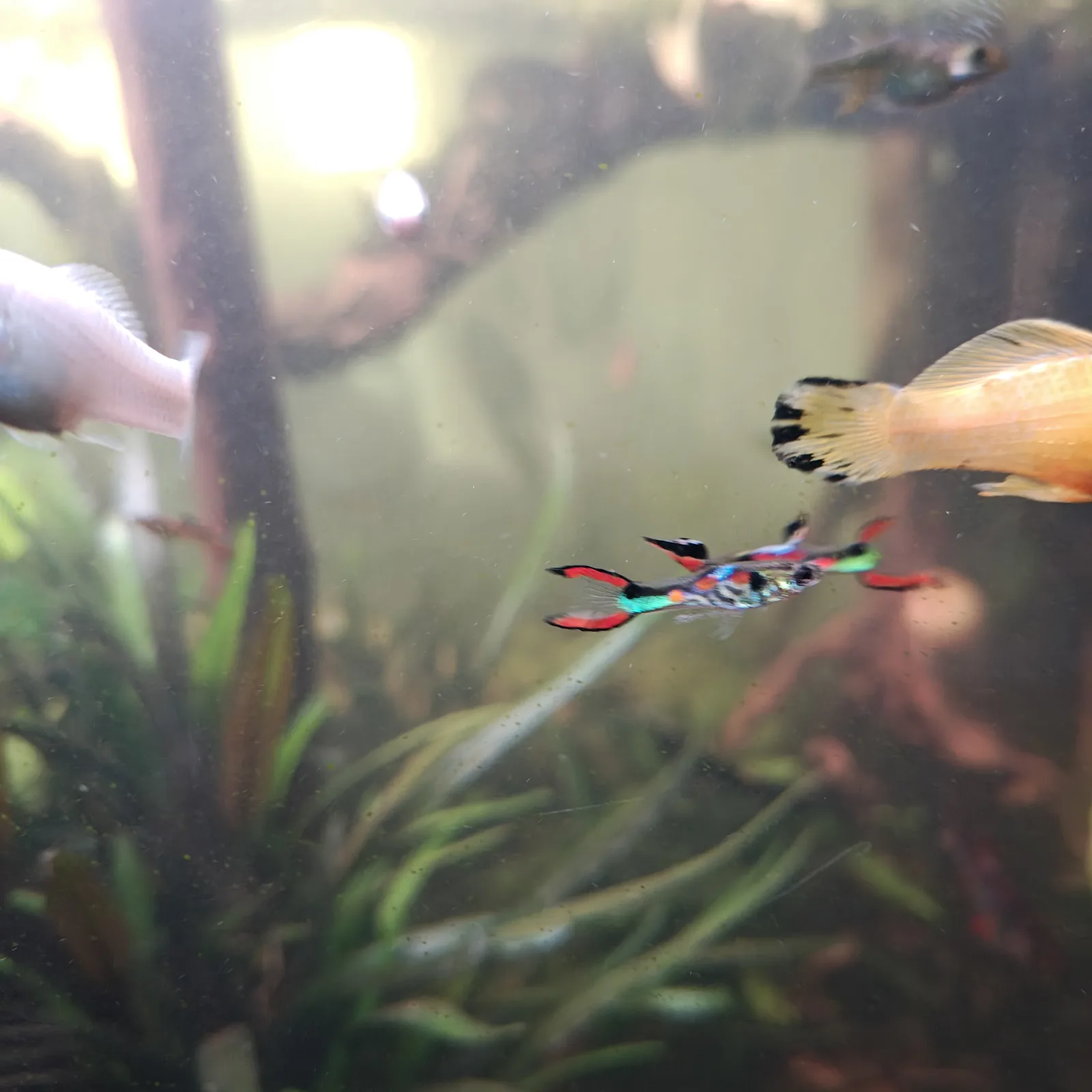 Guppy Endler Wildguppy männlich