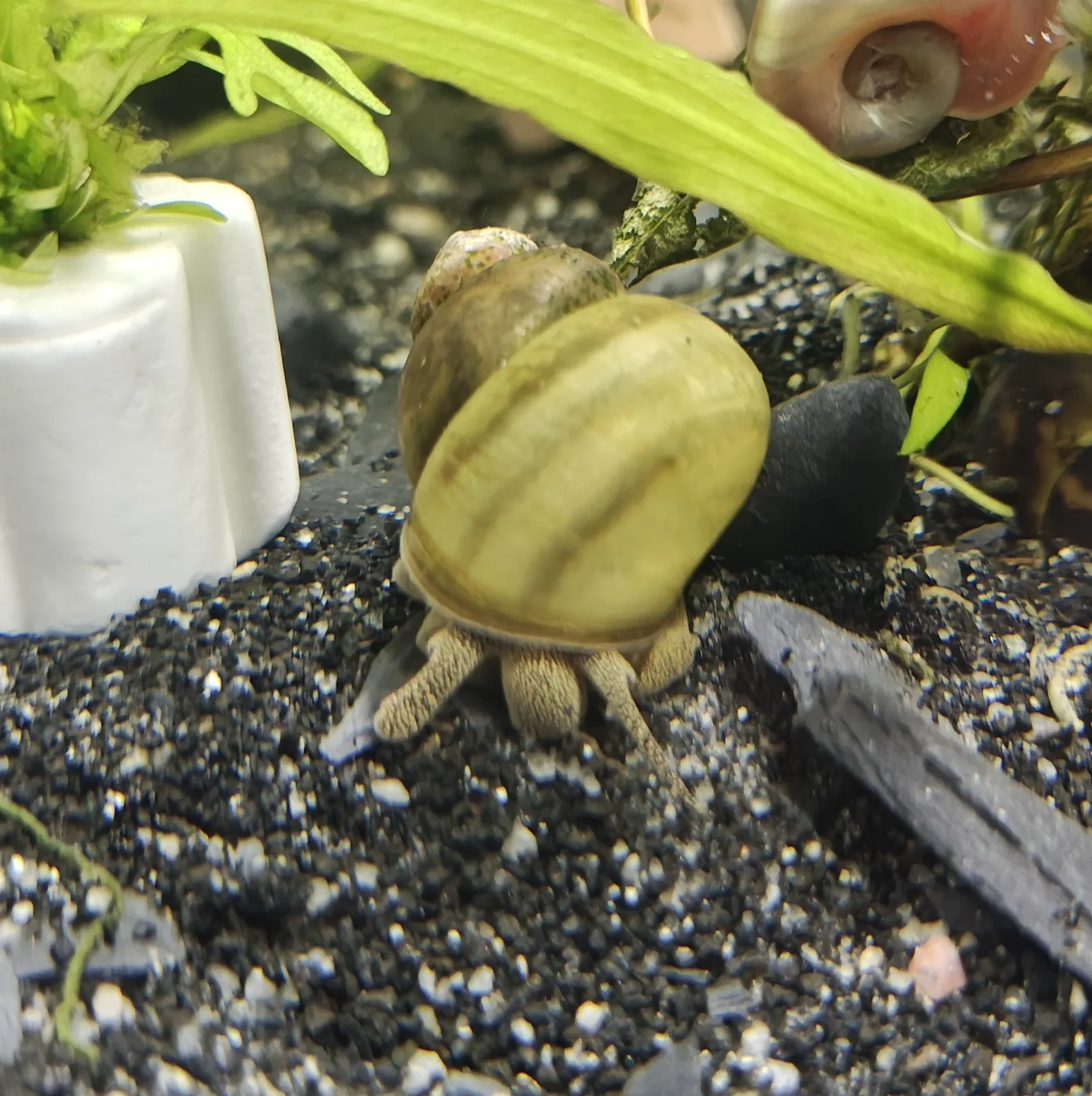 Sumpfdeckelschnecke Viviparus viviparus Jungtiere