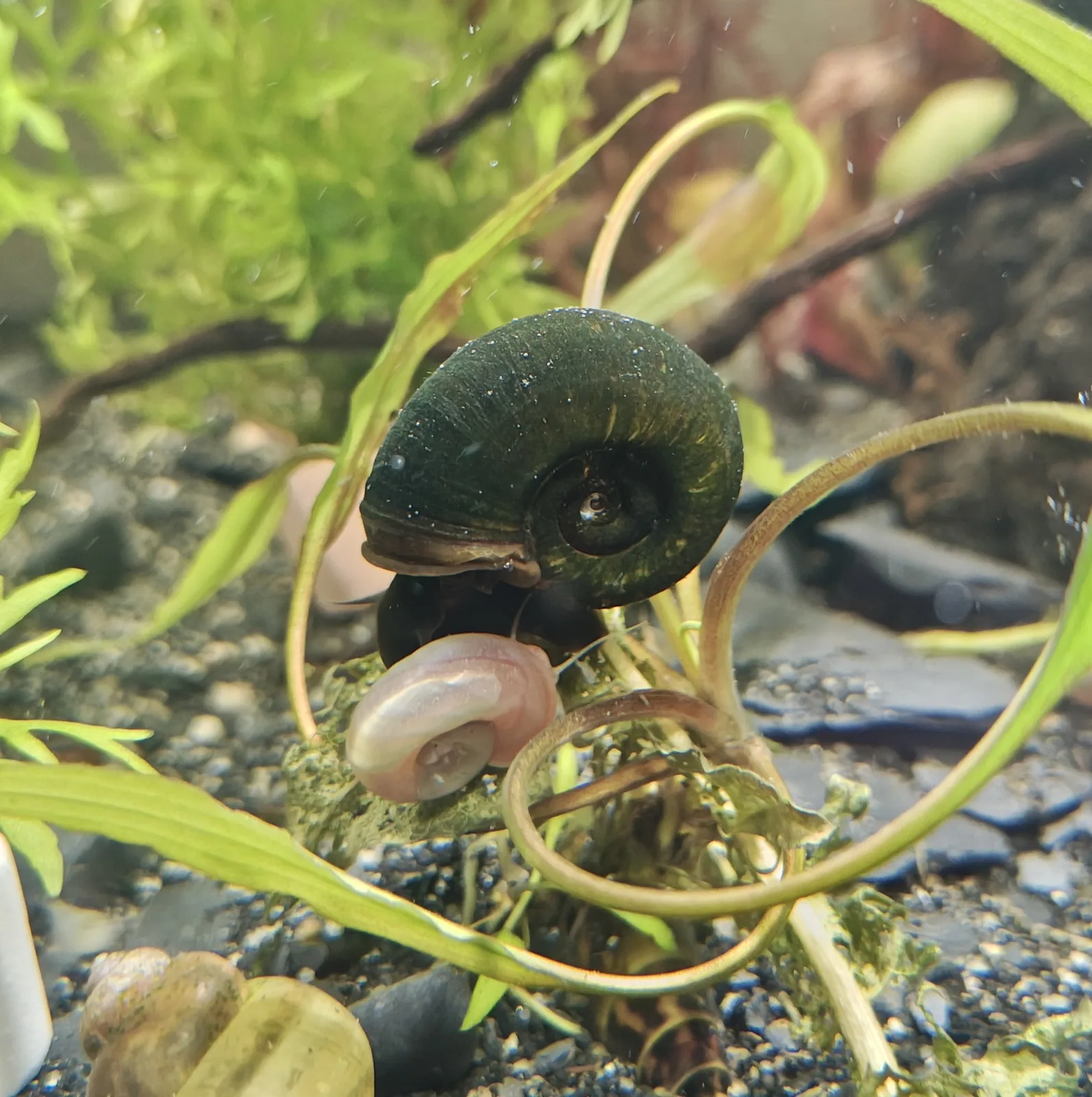 Posthornschnecken Planorbarius Corneus für Teich, Jungtiere