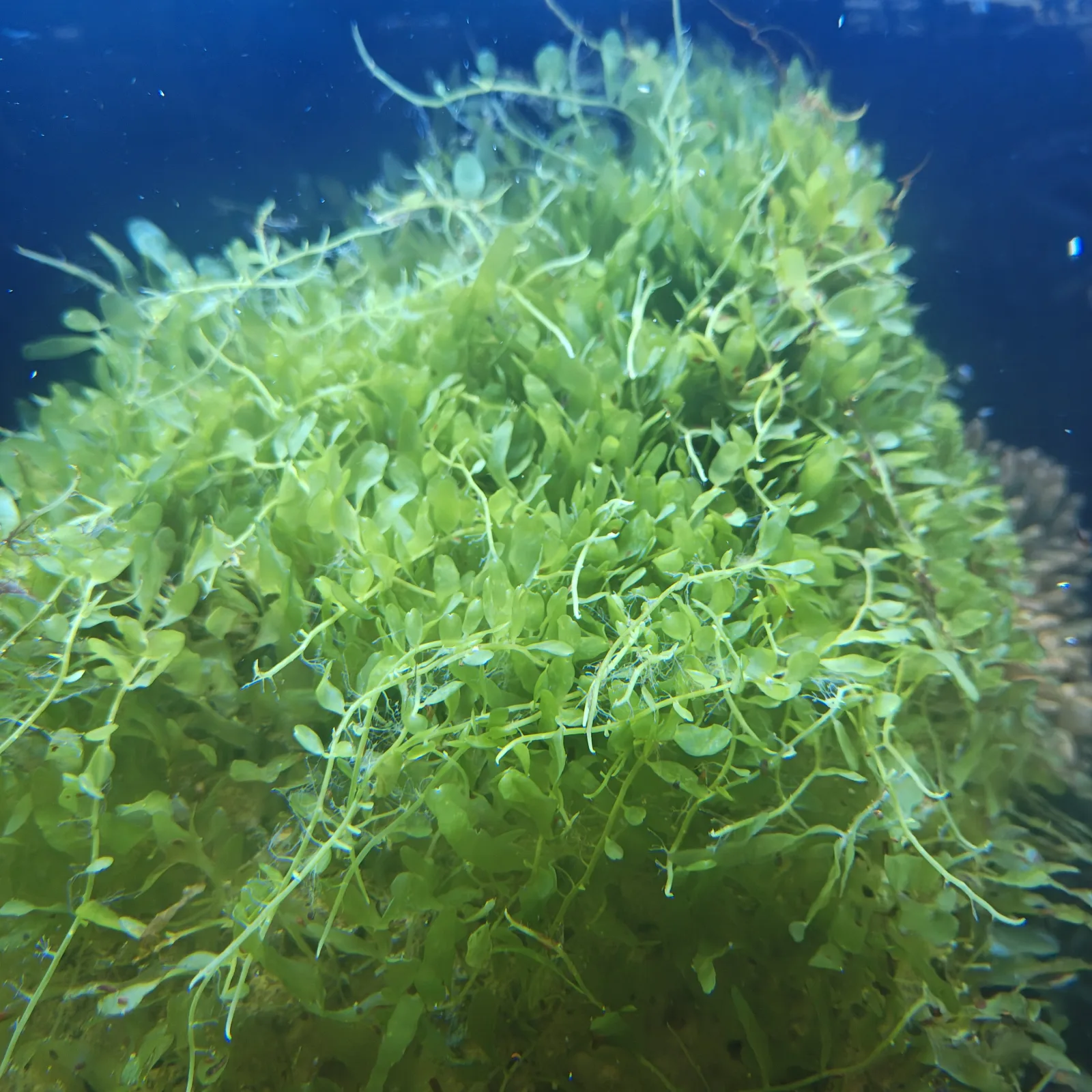Getrocknete Meeresalge Caulerpa 10g