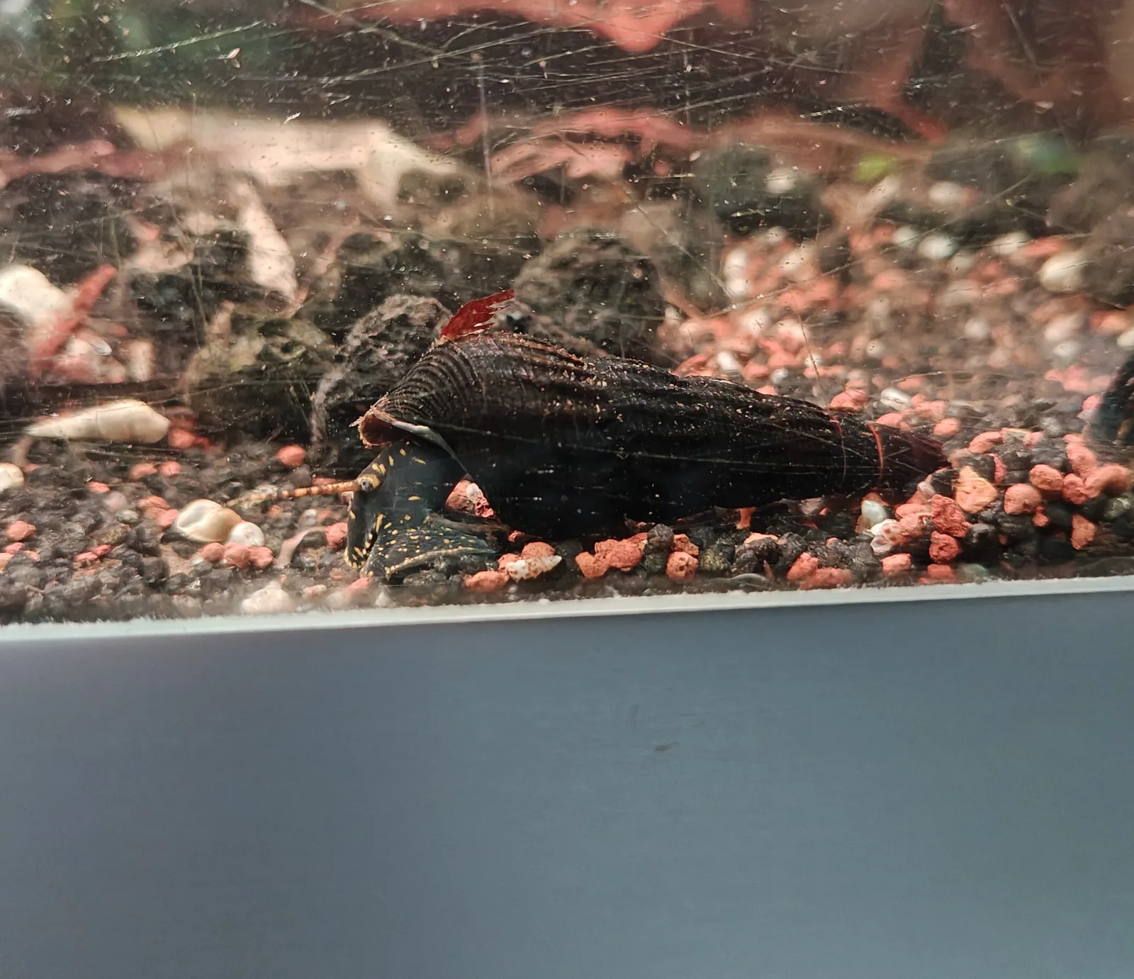 Tylomelania towutensis schwarz Goldpunkt
