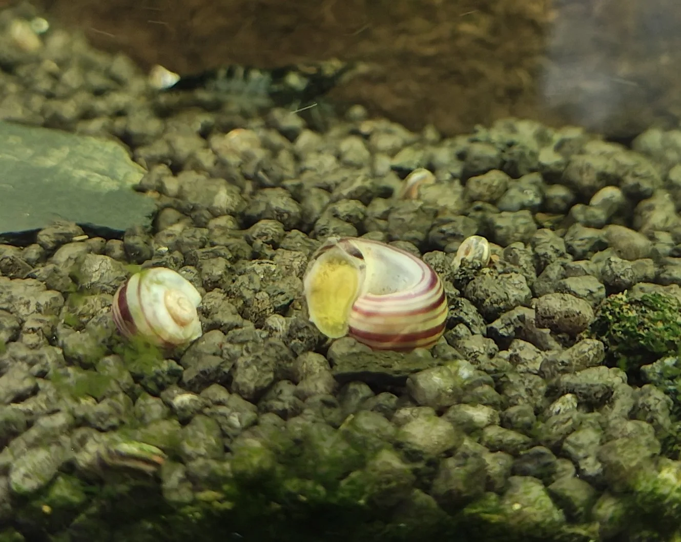 Baby Marisa Paradiesschnecken