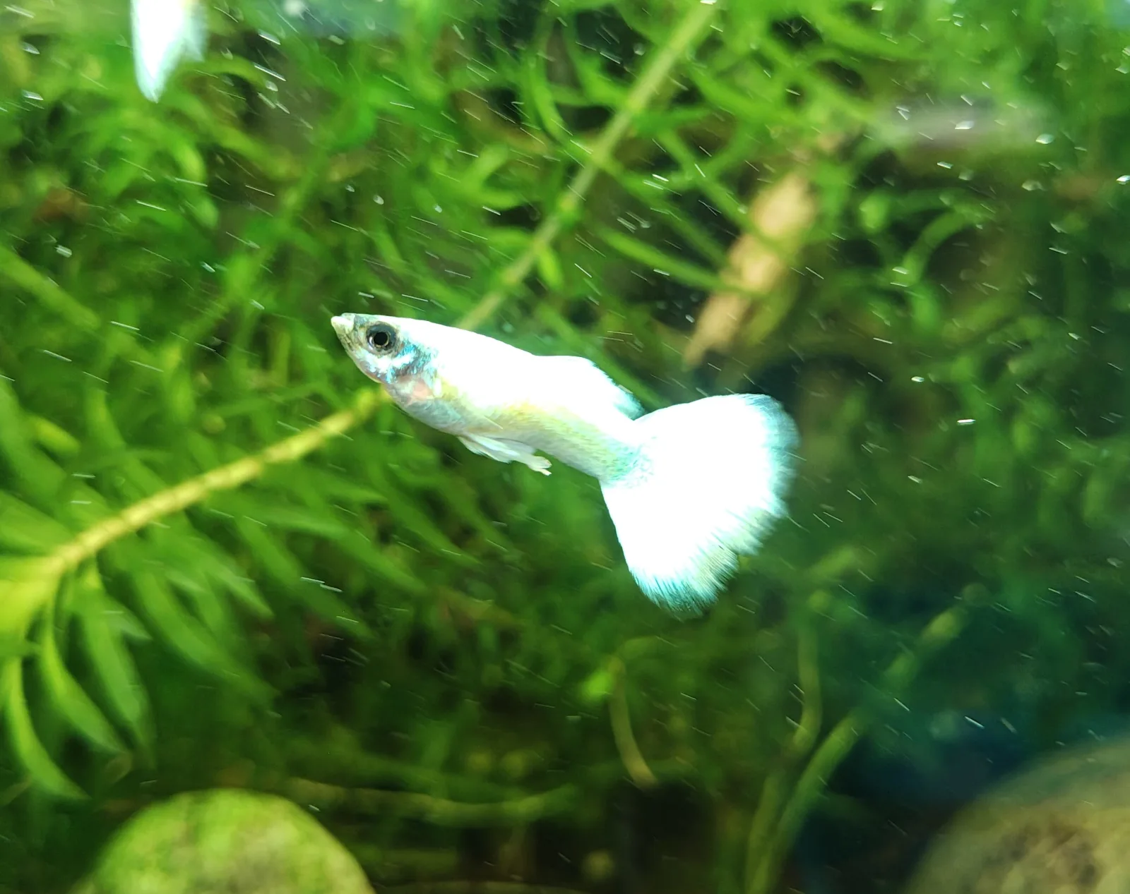 Guppy Platinium White Männchen