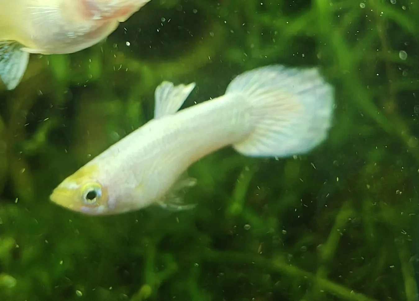 Guppy Snow White Koi Männchen