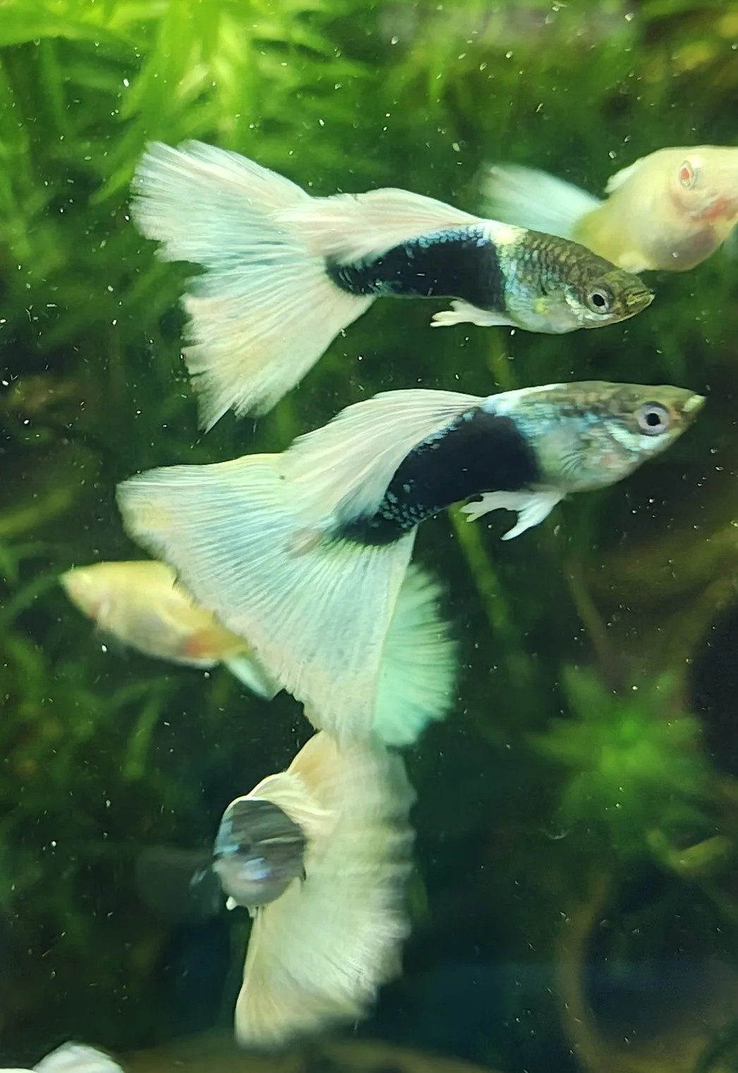 Guppy Tuxedo White Männchen