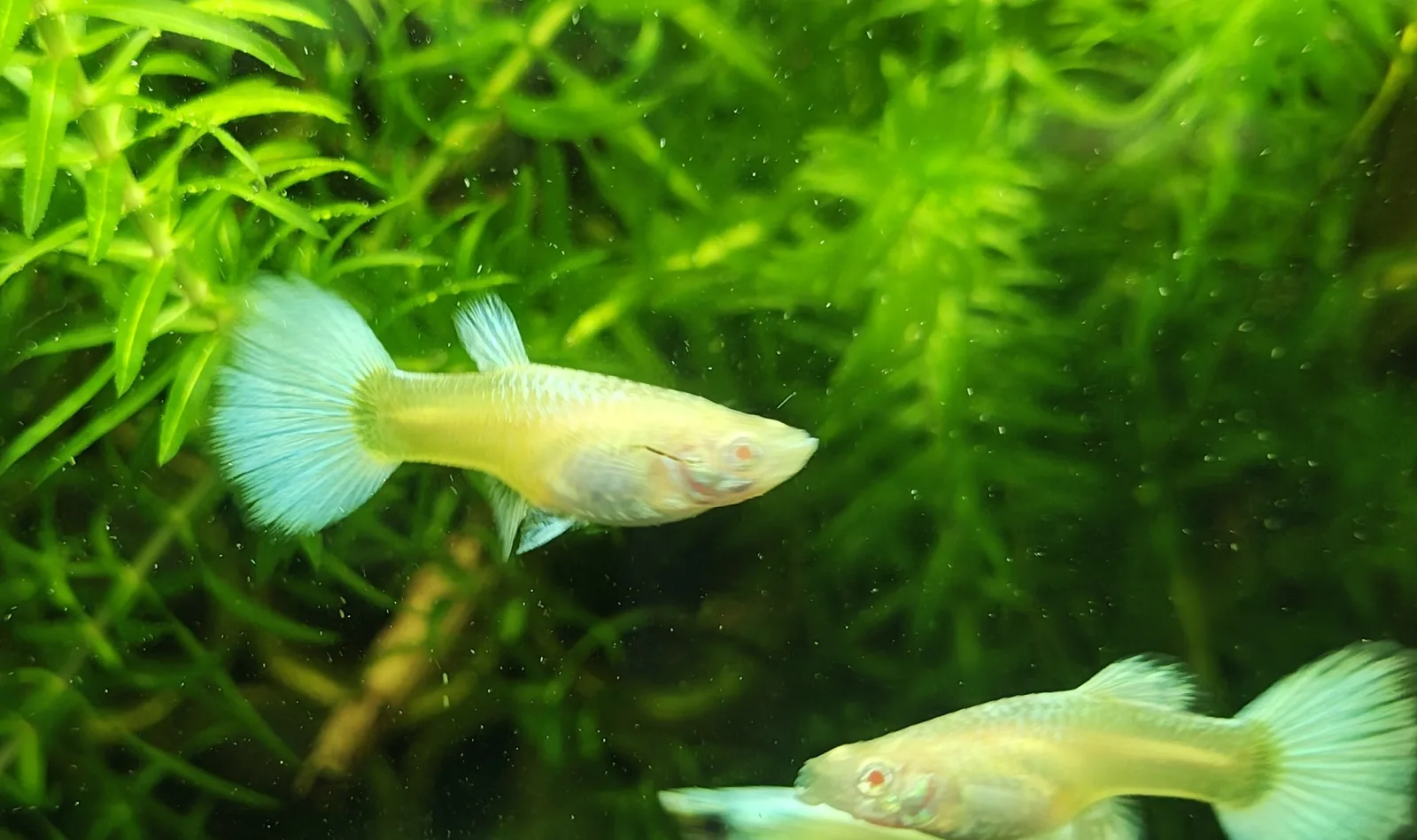Guppy White Albino Full Platinium Weibchen