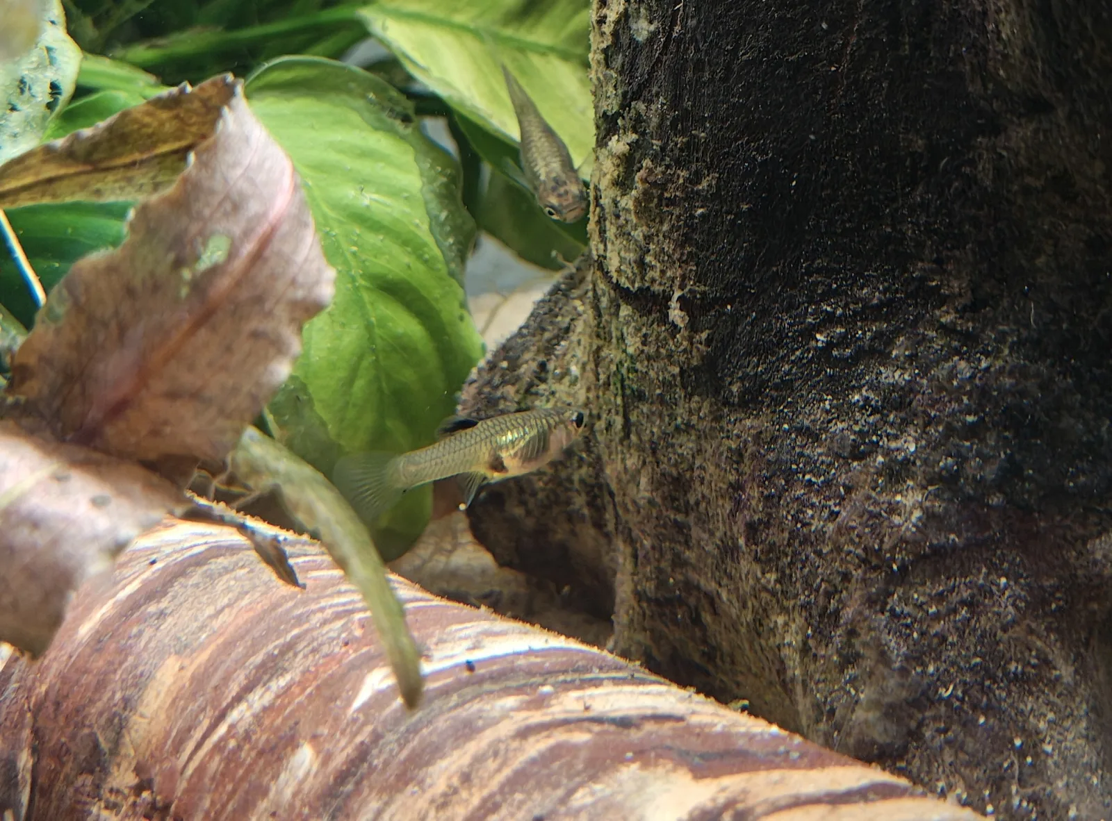 Guppy Endler Wildguppy weiblich