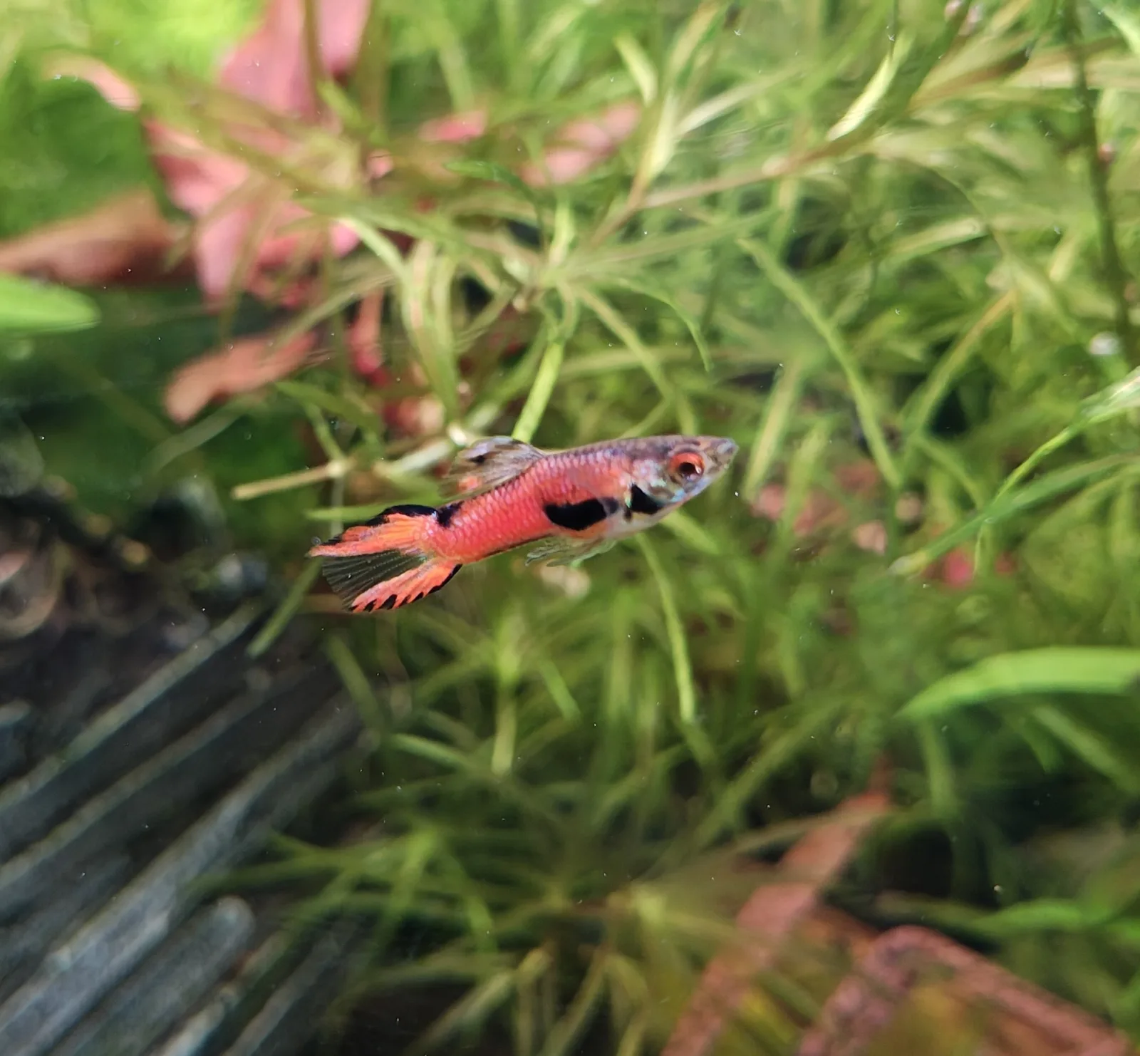 Guppy Endler Magenta männlich