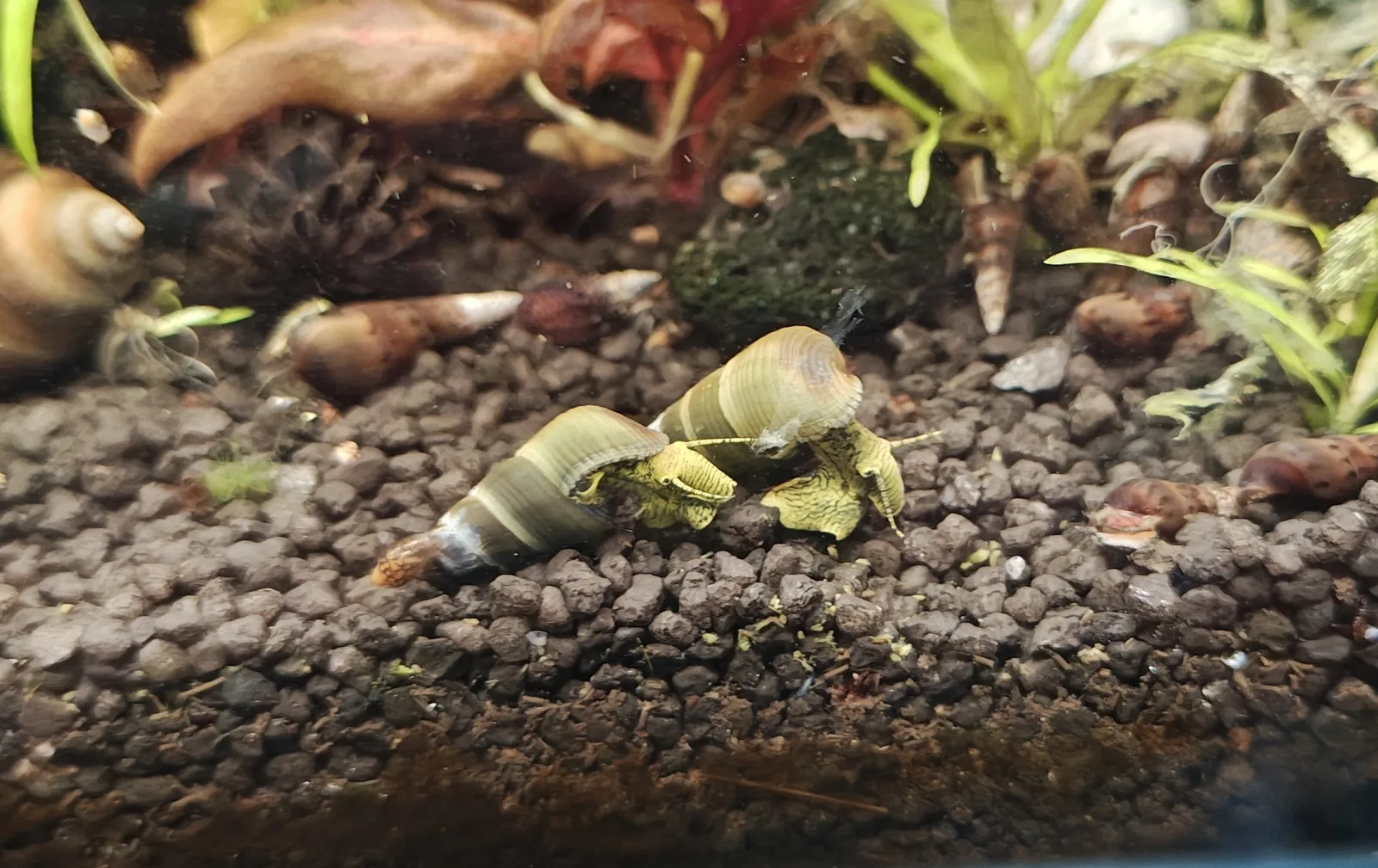 Tylomelania Yellow