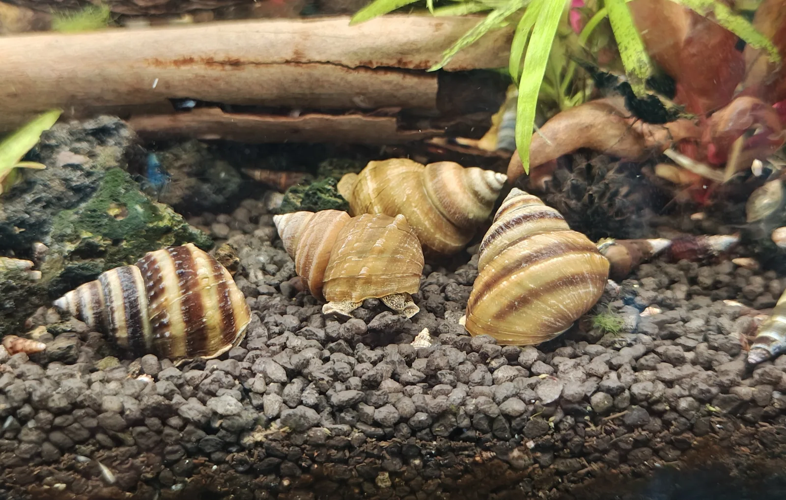 Pinselalgenschnecke