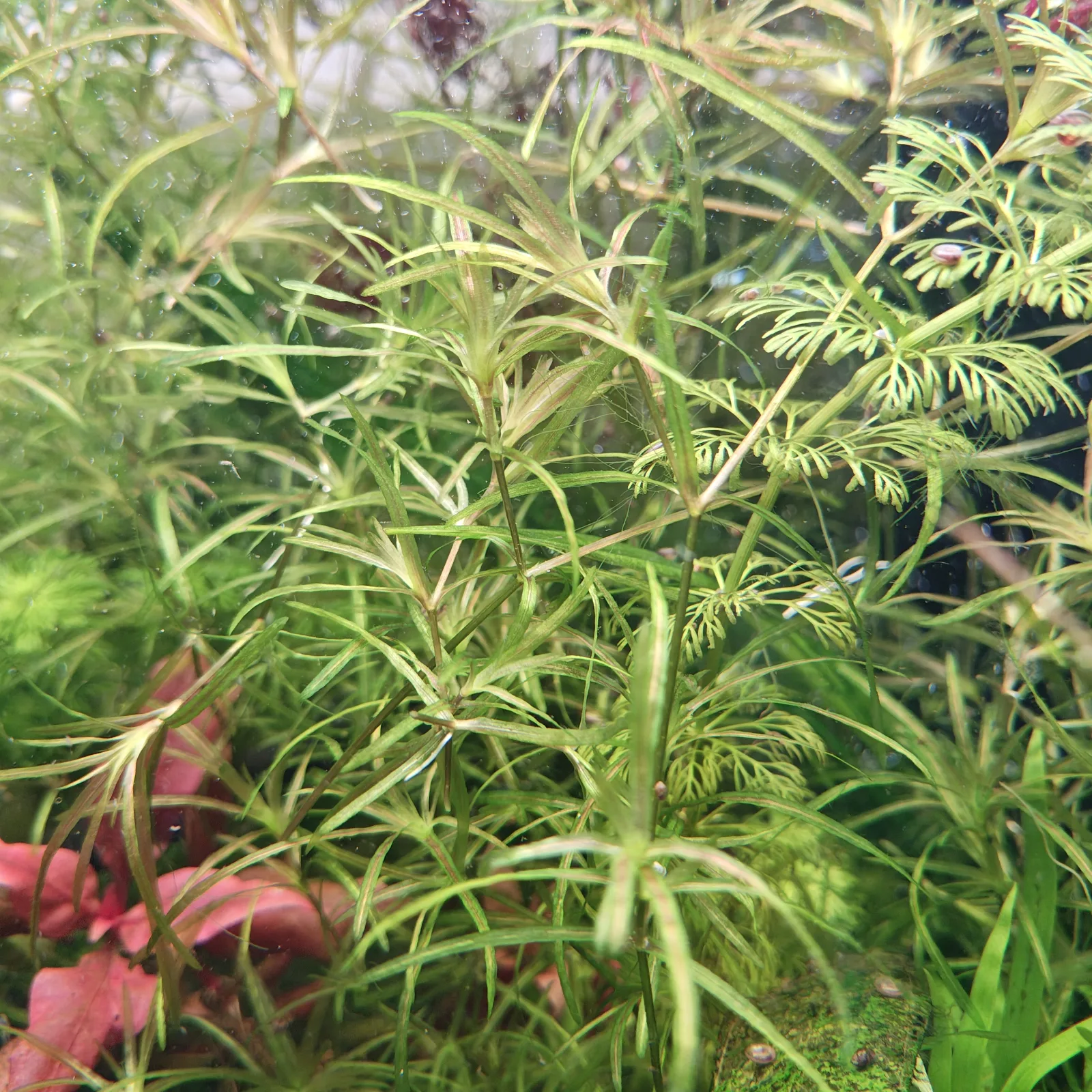 Guppy Grass Najas guadalupensis