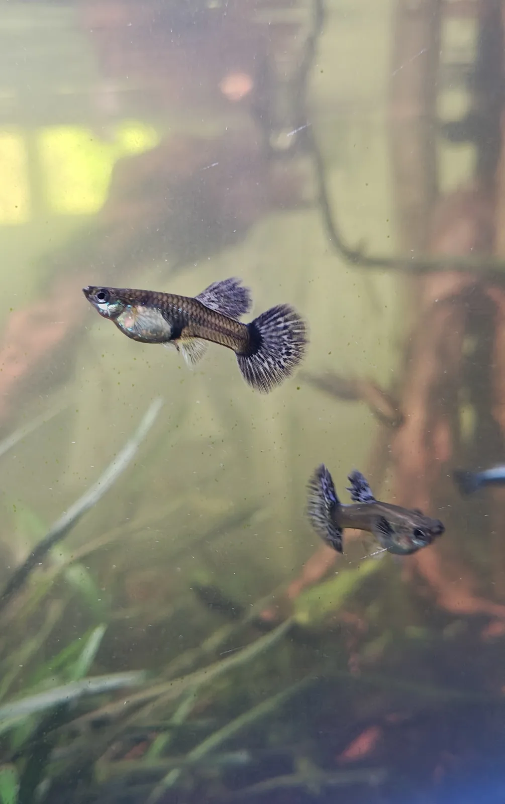 Guppy Blue Grass Weibchen