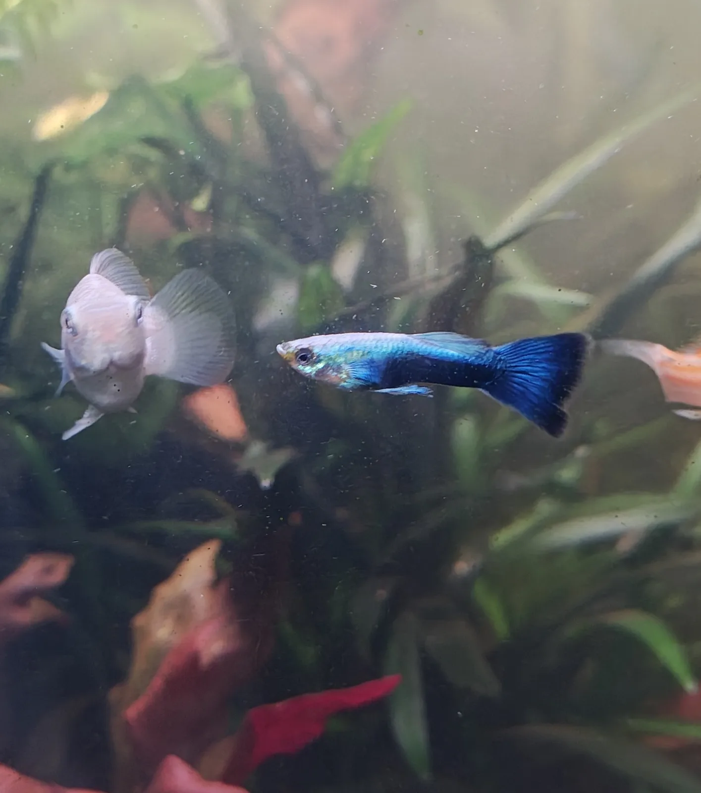 Guppy Neon Blau Männchen