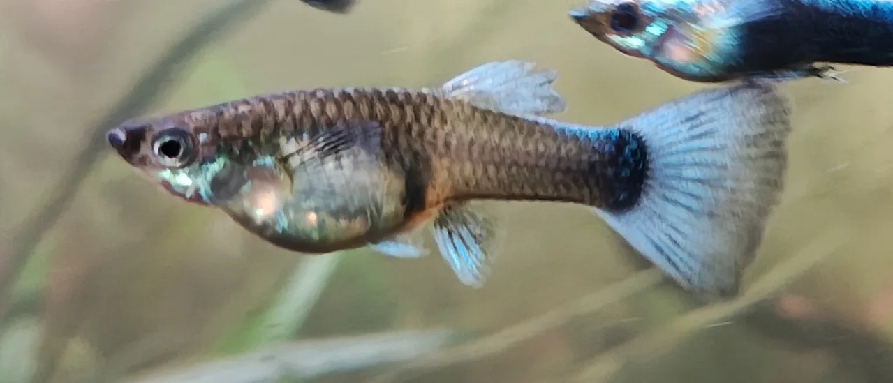 Guppy Blue Neon Weibchen