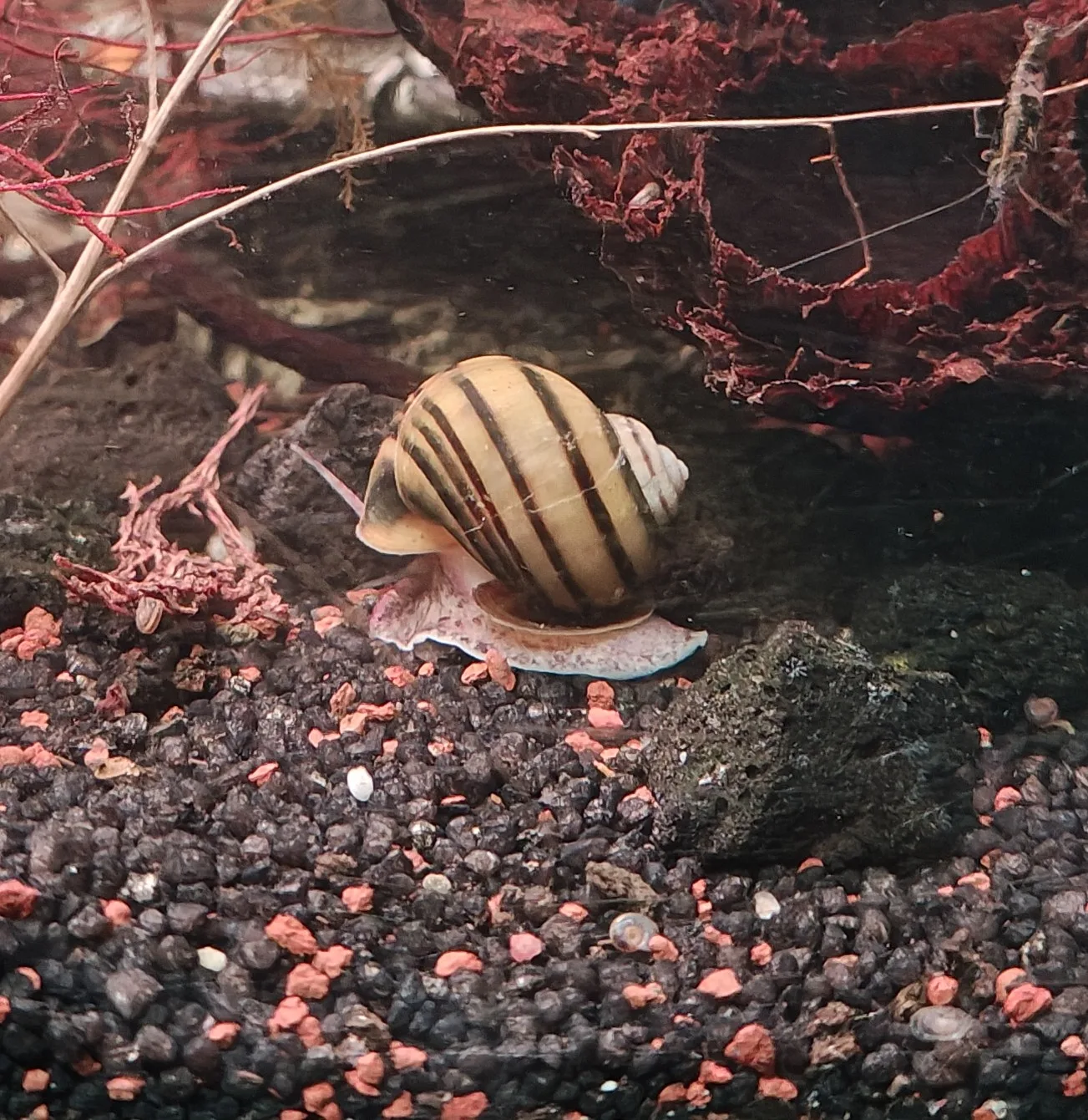 Zebraapfelschnecke Asolene Spixi