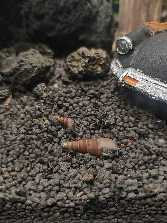 Turmdeckelschnecke  Melanoides tuberculata ''Mokka'' Jungtiere