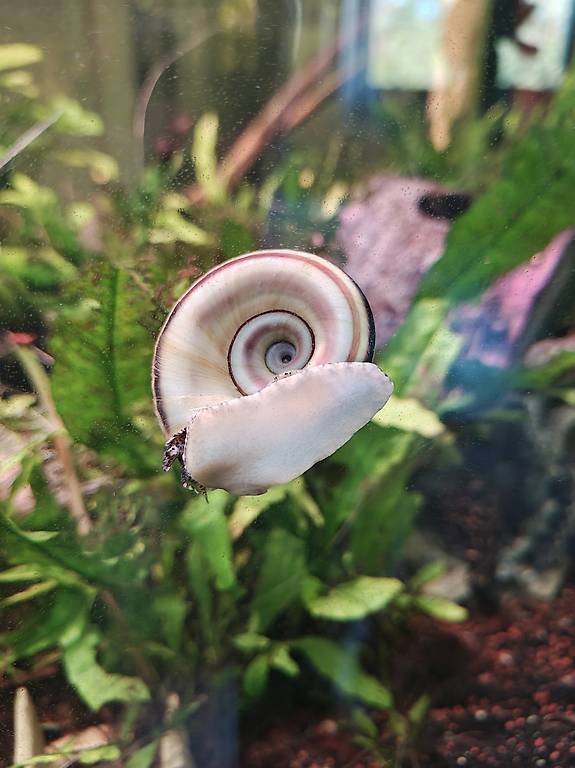 Marisa Cornuarietis Paradiesschnecke  mittlere Grösse