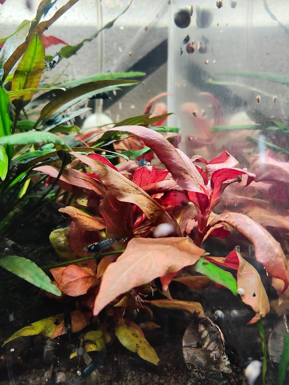 Alternanthera Pink
