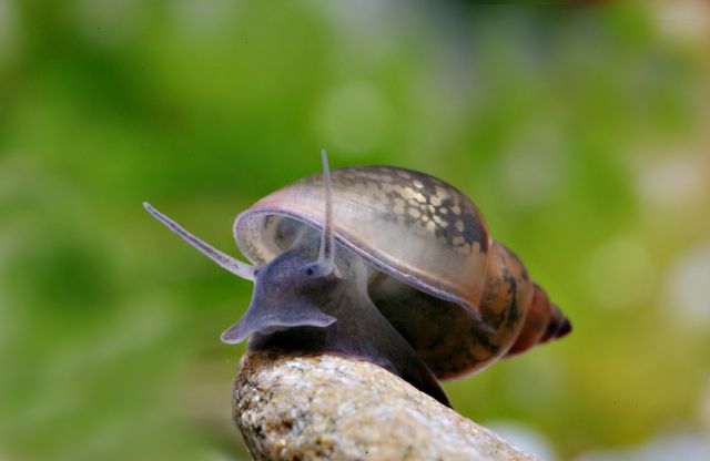 Blasenschnecke (Futterschnecken)